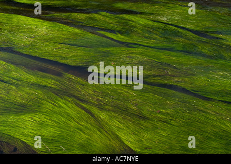 Le erbacce nel fiume Don Sheffield REGNO UNITO Foto Stock