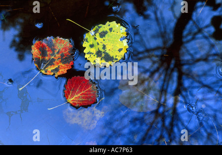 Caduto aspen foglie galleggianti sulla piscina Foto Stock