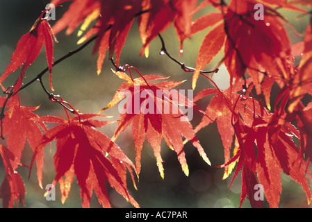 Foglie di acero Foto Stock