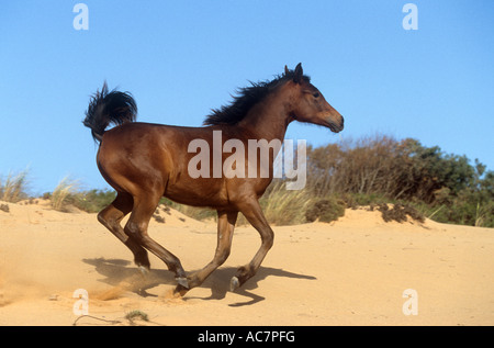Giovani Arabian Horse - al galoppo in sabbia Foto Stock