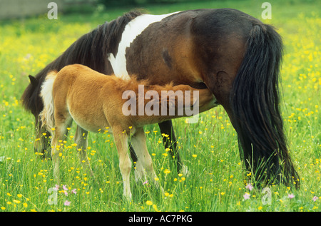 Mare il lattante puledro Foto Stock