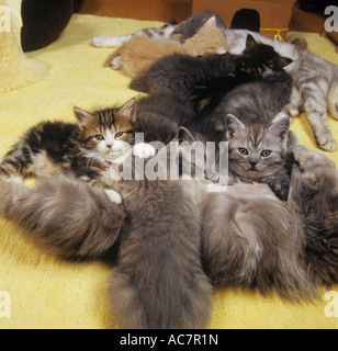 Il gatto domestico. Due madri allattamento gattini Foto Stock