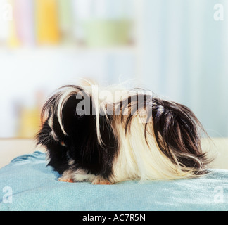 In Perù guinea pig sul cuscino Foto Stock