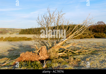 Albero soffiato da venti alti su Mynydd comune Illtyd vicino a Brecon Powys South Wales UK Foto Stock