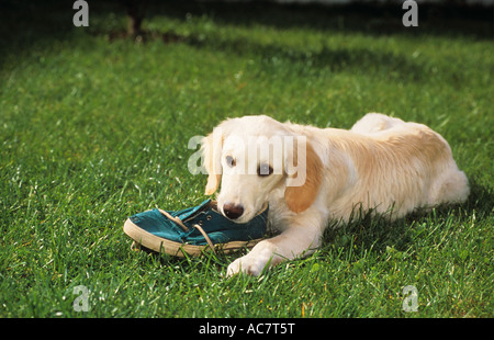 Cattiva abitudine: giovani Golden Retriever masticare su un pattino Foto Stock