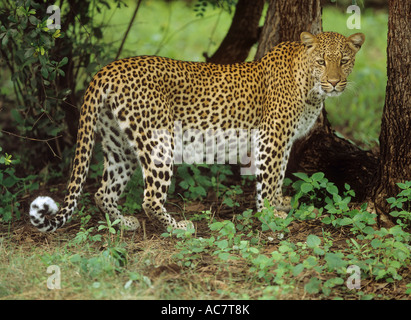 Leopard laterale permanente / Panthera pardus Foto Stock