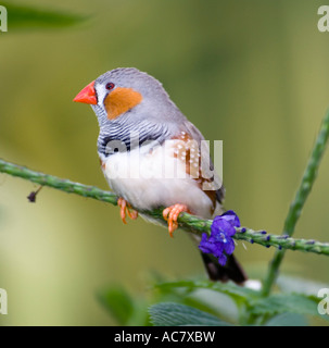 Zebra Finch maschio (Poephila guttata) appollaiato su un ramoscello Foto Stock