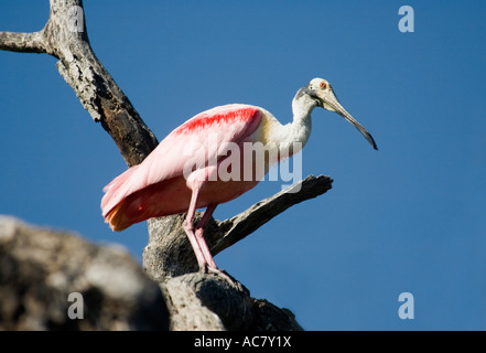 Roseate Spoonbill Platalea ajaja Everglades National Park - Florida - USA Foto Stock