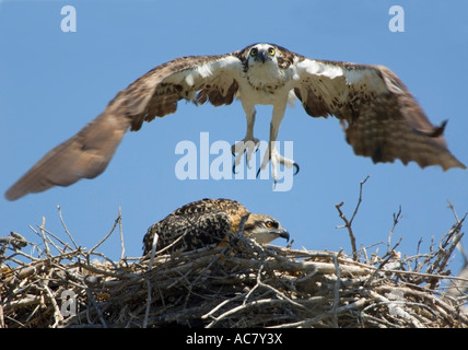 Osprey a nido con pulcino Pandion haliaetus Everglades National Park - Florida - USA Foto Stock