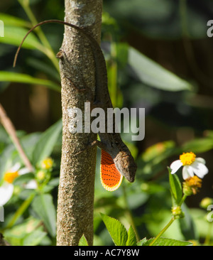 Anole verde visualizzazione o Carolina anole Everglades National Park - Florida - USA Foto Stock