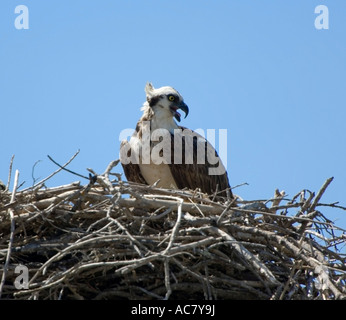 Osprey chiamando Pandion haliaetus Everglades National Park - Florida - USA Foto Stock