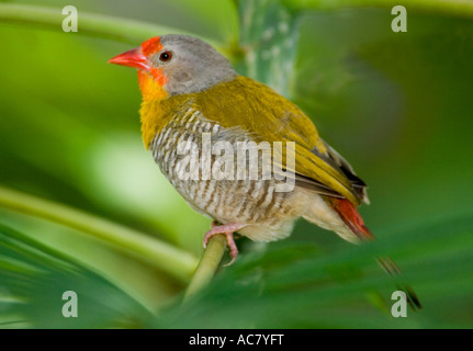 Verde-winged Pytilia Melba Finch Pytilia melba - Captive Foto Stock
