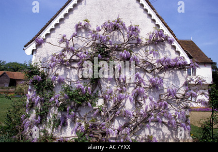 Fioritura Wisteria crescente sul lato di un cottage, vicino a Woodbridge, Suffok, UK. Foto Stock