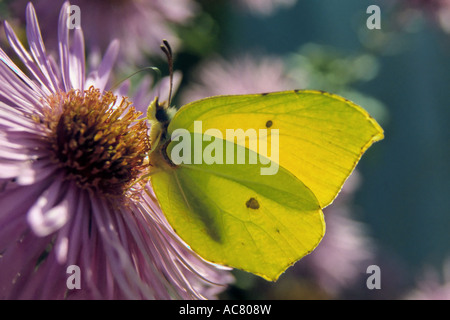 Brimstone (Gonepteryx rhamni). Farfalla su un fiore Foto Stock