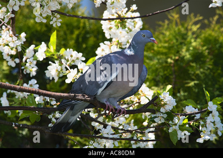 Colombaccio - sul ramo / Columba palumbus Foto Stock