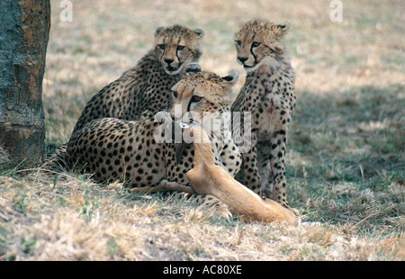 Ghepardo femmina uccidendo una femmina di Thomson s gazzella Masai Mara riserva nazionale del Kenya Africa orientale Foto Stock