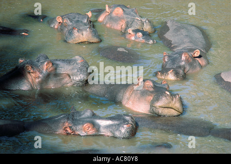 Ippopotami relax al fiume di Mara Riserva Nazionale di Masai Mara Kenya Africa orientale Foto Stock