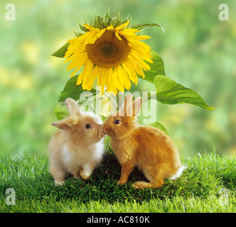 Due conigli nani nella parte anteriore dei semi di girasole Foto Stock