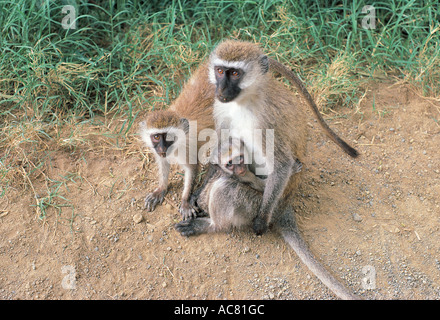 Femmina nera di fronte Vervet Monkey con il suo bambino e giovane Lake Nakuru National Park Kenya Africa orientale Foto Stock