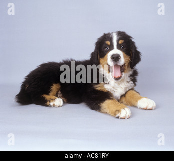 Bovaro del Bernese - cucciolo - tagliare Foto Stock