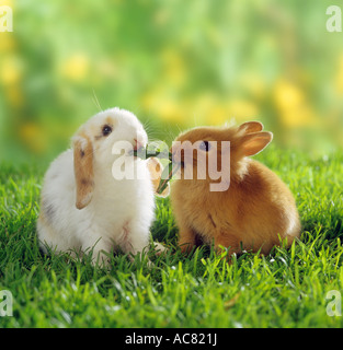 Lop-eared dwarf rabbit e coniglio nano a mangiare una foglia di tarassaco Foto Stock