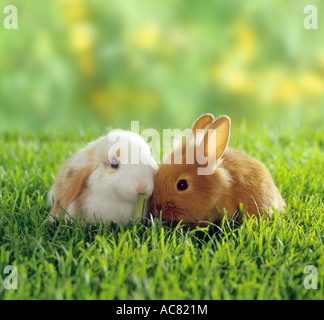 Lop-eared dwarf rabbit e coniglio nano sul prato Foto Stock