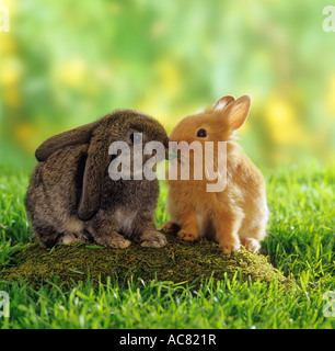 Lop-leaved coniglio nana e coniglio nana sul prato, mangiare una foglia insieme Foto Stock