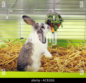Lop-eared dwarf rabbit in gabbia di mangiare Foto Stock