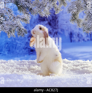 Coniglio nano dalle orecchie di lupo nella neve Foto Stock