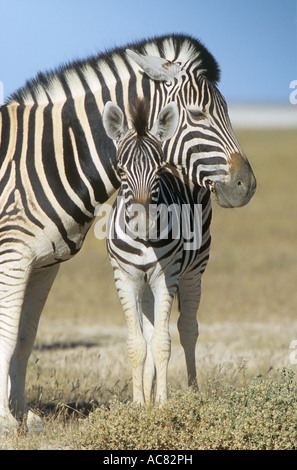 Burchell s zebra con puledro di Equus burchelli Foto Stock