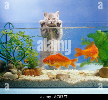 British Shorthair kitten in acquario con goldfishes Foto Stock