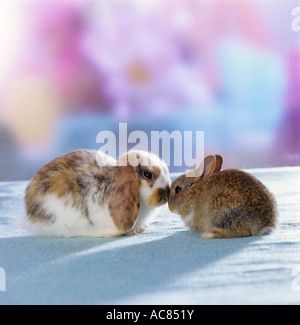 Coniglio Pygmy. A Mini Lop (5 settimane) e Netherland Dwarf (3 settimane) dal naso al naso Foto Stock