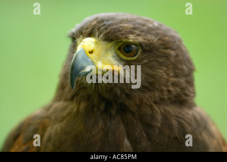 Falco di Harris Parabuteo unicinctus Foto Stock