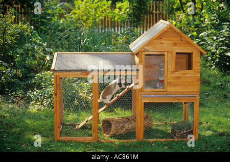Coniglio domestico in hutch di coniglio Foto Stock