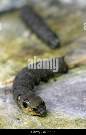 Deilephila elpenor Elephant Hawk moth Larva Foto Stock