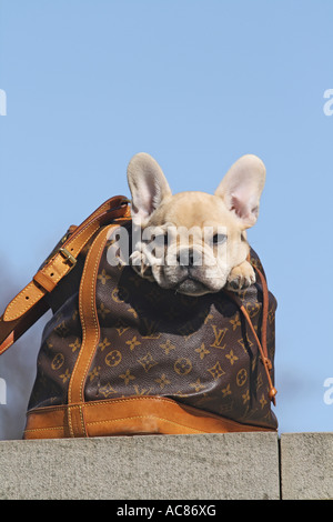 Bulldog francese - puppy in borsa Foto Stock