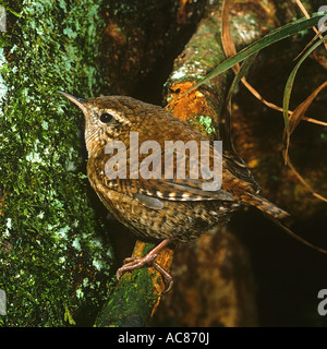 Wren - sul ramo / Troglodytes troglodytes Foto Stock