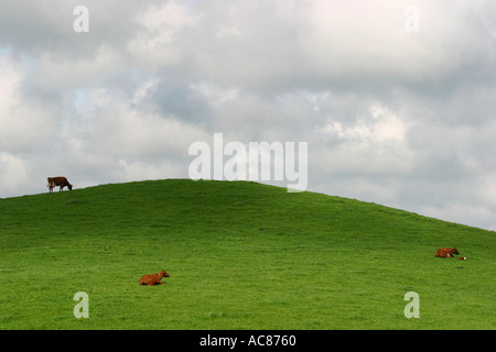 Cloudscape su campo con bovini Foto Stock