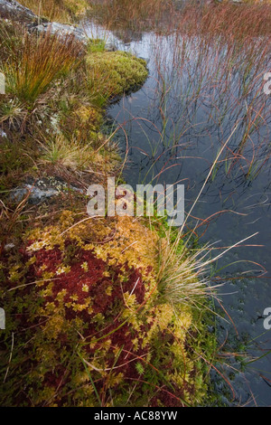 Montagna habitat torbiera sul crinale sopra Glen Affric, Scozia Foto Stock