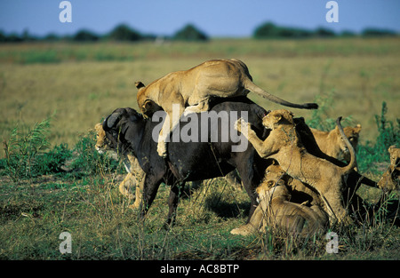 Lion orgoglio che attacca un bufalo - una leonessa si blocca su di un bufalo vacca come gli altri a scramble morso sulla groppa e gambe Foto Stock