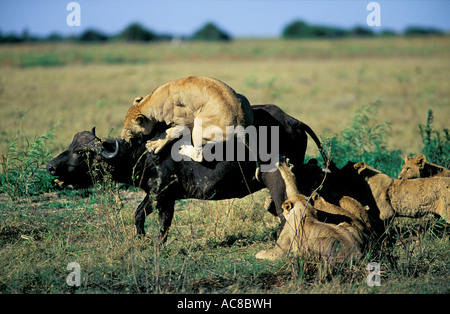 Lion orgoglio che attacca un bufalo - una leonessa salta sul dorso di un bufalo vacca come altri appendere sul dietro Foto Stock