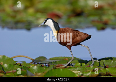 African Jacana camminando sul floating piante acquatiche (ninfee) Vaal River, Gauteng; Sud Africa Foto Stock