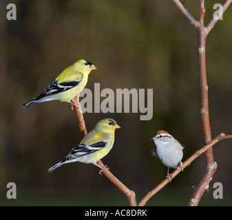 Due cardellini maschio e un bianco Throated Sparrow su un ramo Foto Stock