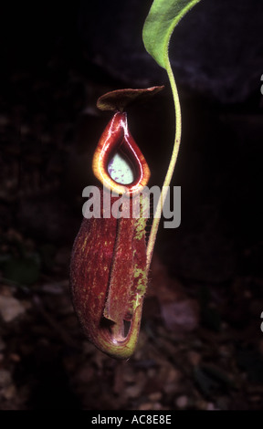 Nepenthes pianta brocca carniverous 1572 Foto Stock