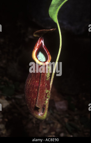 Nepenthes pianta brocca carniverous 1572 Foto Stock