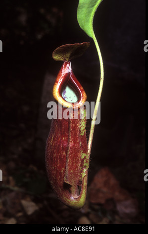Nepenthes pianta brocca carnivori di 1572 Foto Stock