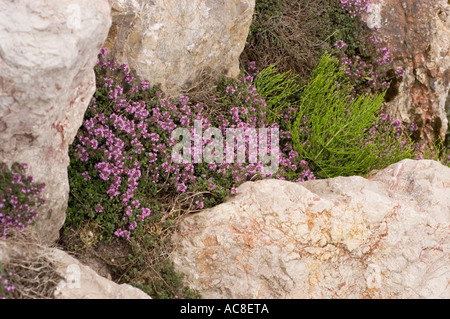 Lamiaceae Thymus pulcherrimus Thyme che fiorisce tra rocce naturali in un paesaggio selvaggio. Foto Stock