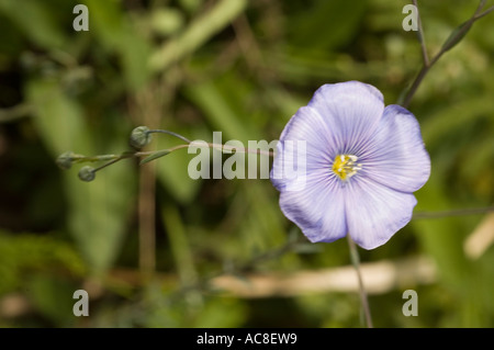 Fiore blu close up della perenne Lino Linum perenne Foto Stock