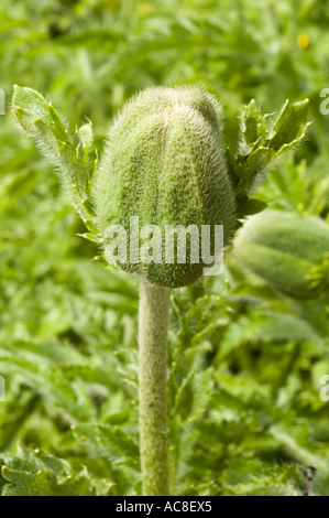 Macro shot di un bocciolo di papavero rosso grande Papaveraceae Papaver bracteatum. Foto Stock