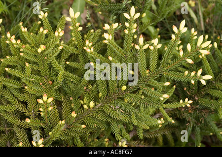 Golden oriental spruce Pinaceae Picea orientalis Aurea gamma Caucaso Asia Foto Stock